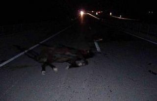 Malatya’da feci olay: Milyonluk taylar karayolunda...