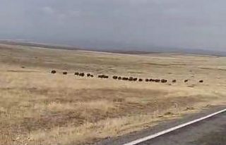 Malazgirt’te domuz sürüsü görüntülendi