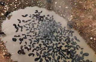 Mandaların kaplıca keyfi havadan görüntülendi