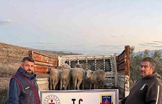 Manisa’da çalınan koyunlar, jandarma tarafından...
