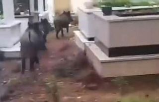 Marmaris’te domuz istilası sürüyor: "Yeni...