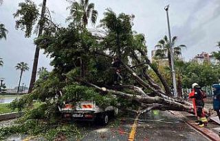 Mersin’de devrilen ağaç, seyir halindeki 3 araca...