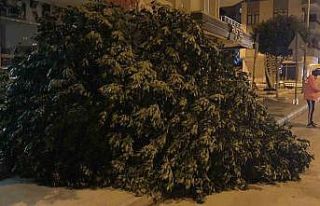 Mersin’de şiddetli rüzgar ağaçları devirdi