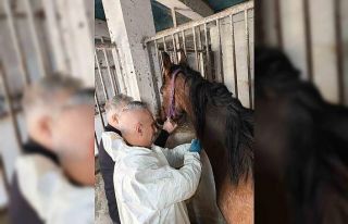 Milyonluk safkan İngiliz atına sağlık taraması