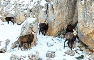 Munzur’un beyaz zirvesinde şamualar görüntülendi