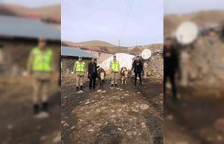 Muş’ta çalınan 2 büyükbaş hayvan bulundu