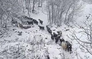 Muş’un yüksek rakımlı köylerde kar etkili oldu,...