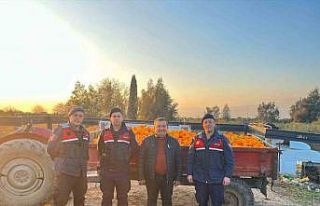 Nazilli’de 1,5 tonluk portakal hırsızlığı jandarmaya...
