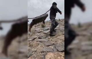 Nehirde yakalanan 60 kiloluk dev turna balığını,...