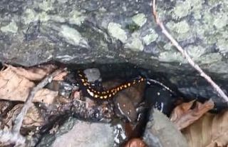 Nesli tehlike altındaki Kafkas semenderi Şavşat’ta...