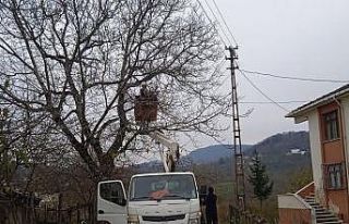 Ordu’da elektrik tellerine temas eden ağaç dalları...