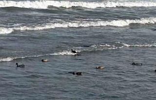 Ordu’da yaban ördekleri şöleni: 11 kuşluk sürü...