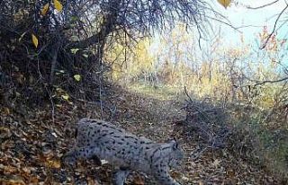 "Ormanın Hayaleti" vaşak Erzincan’da...
