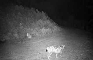 ’Ormanın hayaleti’ vaşak kamerada