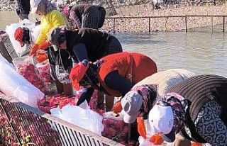 Osmaniye Kadirli’de turp mesaisi: Soğuk suda ekmek...