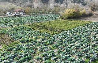 Osmaniye’de lahana hasadı yapıldı