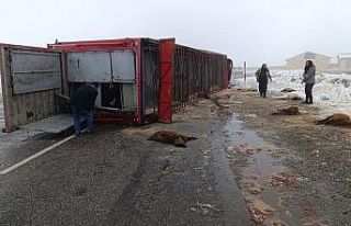 Patnos’ta hayvan yüklü tır devrildi: 10 küçükbaş...