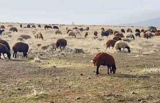 Patnos’ta kar yağmaması çiftçilerin yüzünü...
