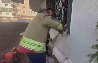 Pencere korkuluğunu sıkışan kediyi itfaiye kurtardı