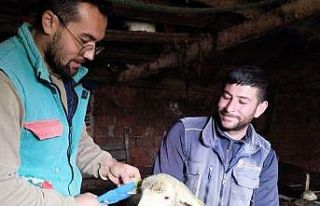 Pınarhisar’da küçükbaş hayvanların küpeleri...