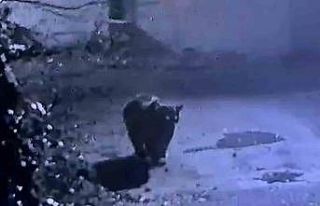 Rize’de avcıların yakalayamadığı ayı güvenlik...