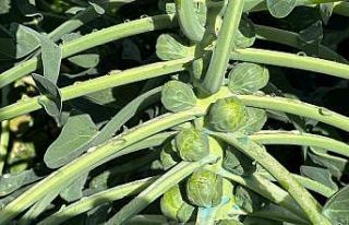 Rusya ve Hollanda lahanayı "Brüksel"den...