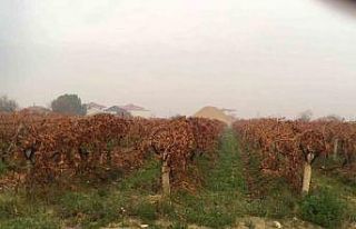 Sağanak yağmur çiftçileri sevindirdi