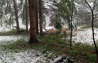 Sakarya’nın yüksek kesimleri beyaz örtüyle kaplandı