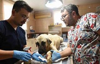 Saldırgan köpek ihbarına giden Kepez Belediyesi’nin...