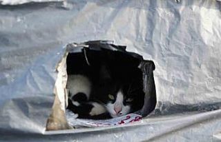 Samsun sahilinde kediler için sıcak yuva