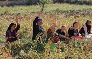 Samsun’da bitkisel ve hayvansal üretim destekleniyor
