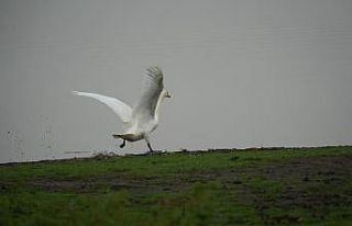 Samsun’da yaban hayatına merhamet eli