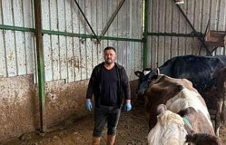 Şap hastalığına bir hayvanını daha verdi