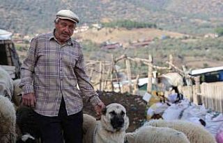 Şap karantinası meraları boşalttı