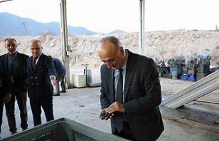 Sarıcakaya zeytinle ön plana çıkıyor