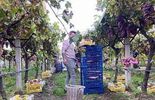 Sarıgöl’de üzüm hasadı devam ediyor