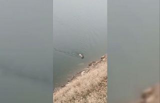 Sarp kayalıkların ustası baraj gölünde yüzerken...