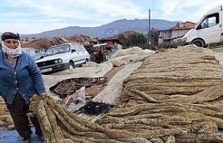 Selendi’de tütünde hasat bitti, kolileme mesaisi...