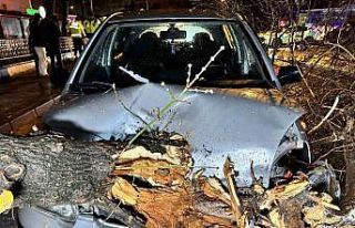 Seyir halindeki otomobilin üzerine ağaç devrildi