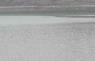 Sıhke Göleti’ne giren inek telef oldu