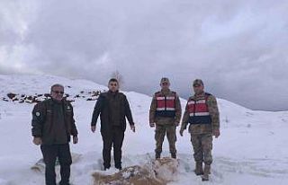 Siirt’te yaban hayvanlarına 750 kilo besi yemi...