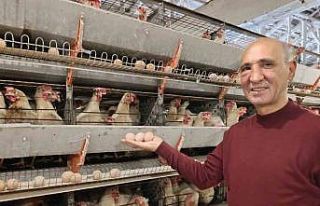 Simav’ın Kuşu beldesinde günlük 15 bin yumurta...