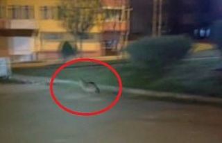 Sinop’ta aç kalan çakal şehir merkezine indi