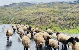 Şırnak’ta 1 milyonun üzerinde küçükbaş, yaylalardan...