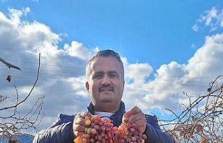 Soğuğa dayanıklı kazancı yüksek