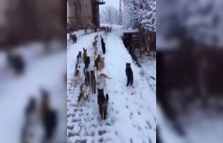 Soğuk kış günlerinde yürek ısıtan görüntüler...