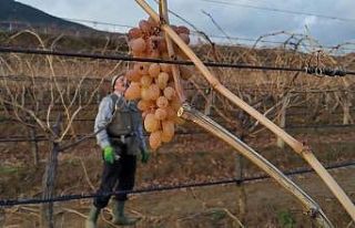 Soğukta budanan bağlardan işçilere tatlı sürpriz