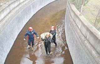 Su kanalına düşen karaca kurtarıldı, itfaiye...