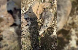 Sürüden ayrılan koyunları kurt kaptı: 28 koyun...