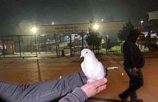 Tahliyeleri beyaz güvercinle karşıladılar